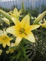 [1746 Yelloween TL No01.JPG]